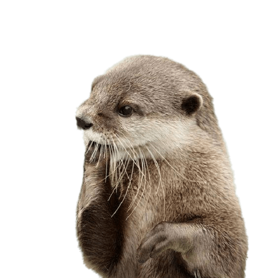 Maskotka Otter Solutions
